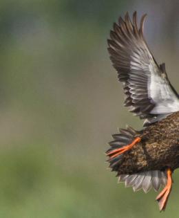 American Black Duck in flight
