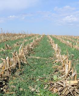 Cereal rye cover crop grows in the fall to protection the Iowa soil from erosion.
