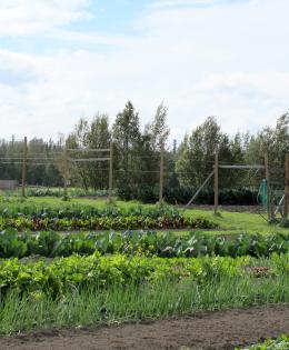 Crops on a farm in Alaska. 