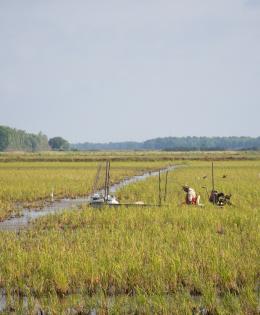 Rice field with crawfishing boat
