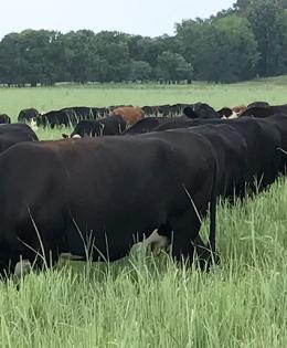Cattle grazing in a Virginia pasture