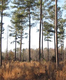 Working Lands for Wildlife - Northern Bobwhite in Pine Savanna Header