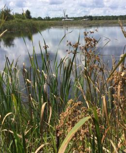 Wetland grass in foreground with marsh surrounded by trees in the background