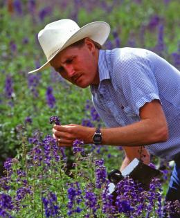 Larkspur samples