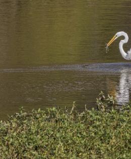 egret with fish