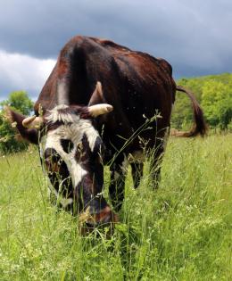 Grazing cow