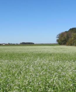 Field pea cover crop
