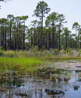 Wetlands