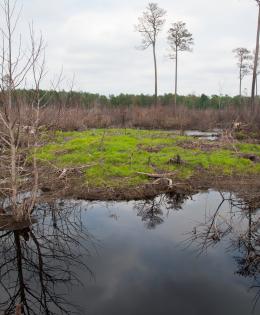 A wetland in Maryland