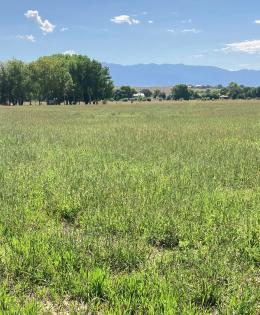Wetlands in New Mexico