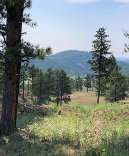 Top mountain with pine trees; some have been cut down