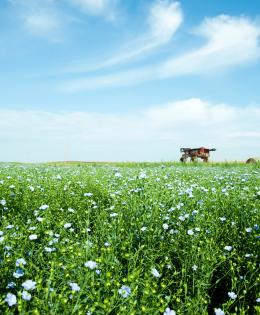 Flax field