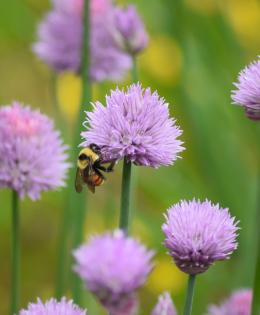 Pollinator