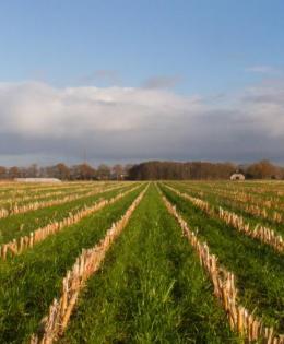 Cover Crop
