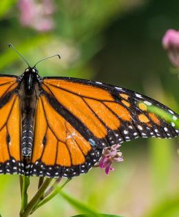 Monarch butterfly near the U.S. Department of Agriculture (USDA) Farmers Market in Washington, D.C., on August 6, 2018. Today’s featured produce is watermelon. National and State Watermelon Queens are here to help people learn about watermelon and taste their samples of red, orange and yellow varieties. The watermelon association queens are represented by 2018 National Watermelon Queen Savannah Lee Christensen (orange jumpsuit), along with state-level queens Gabrielle Hastings for Mar-Del (Maryland-Delawa