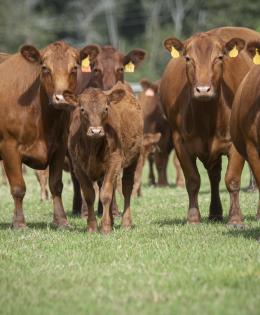 U.S. Department of Agriculture (USDA) Secretary Sonny Perdue (yellow shirt) spend time with the Red Angus cattle at Till Farm in Orangeburg, SC, on October 22, 2019.  Jacob Till (father) and Jeff Till (son) own Till Farm. Jeff’s son Tyler Till is the farm operator. They raise 700 acres of corn and soybeans. They also raise about 70 head of beef cattle. Till Farm is a five-generation family farm. Jeff's wife Whitney Till accompanies them on the tour. One of the benefits of broadband connectivity, for the f