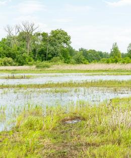 Water sits in a macro at a a restored wetland area In Starke County, Indiana May 25, 2021. The area is enrolled in the NRCS' Wetland Reserve Easement Program. The easement includes 200.6 acres of former cropland that were restored to create wetland, prairie and forest habitat for wildlife. The restoration included the installation of 16 acres of macros, which are shallow pond-like areas with diverse topographies that hold water at various times of the year depending on the water table’s height.
In winter