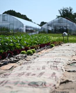 Purple Skies Farm Owner Visar Duane uses mulch and newspaper to suppress weeds at Purple Skies Farm.  (NRCS photo by Brooke DeCubellis)